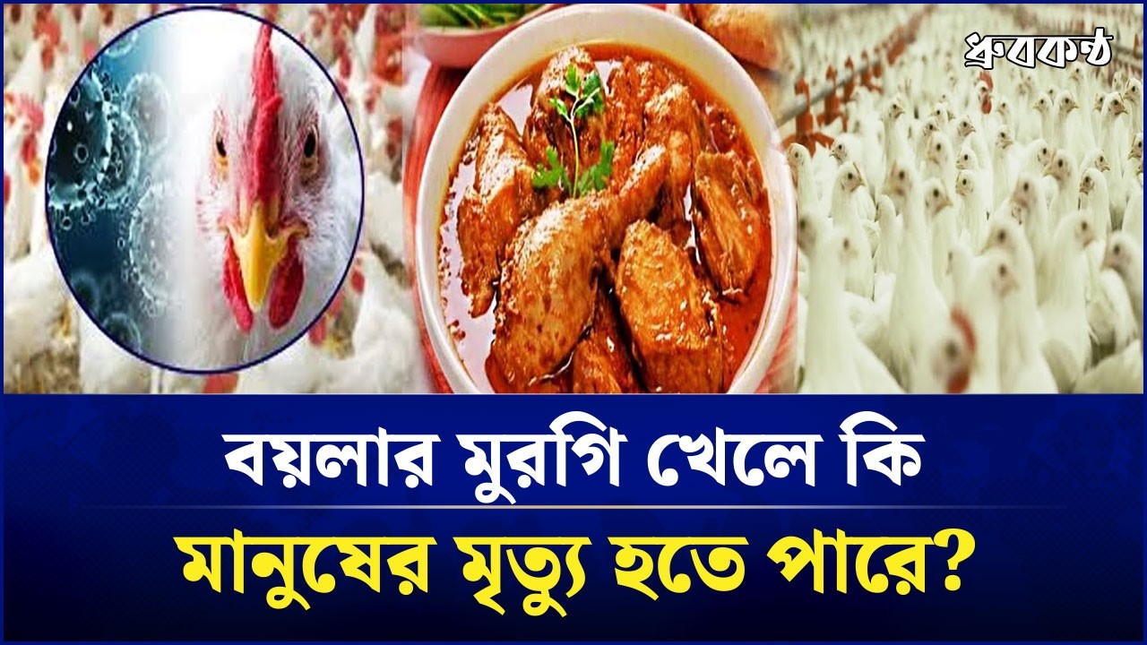 বয়লার মুরগি খেলে কি মানুষের মৃত্যু হতে পারে?
